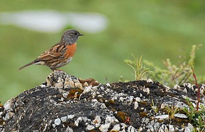 Sparrow, Tibet
